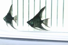画像7: 【淡水魚】【通販】 日本初上陸オリジナル便 新種 ジェットブラックブルーエンゼル【1匹 サンプル画像】(エンゼルフィッシュ)（生体）（熱帯魚）NK (7)