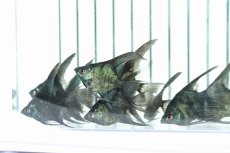 画像8: 【淡水魚】【通販】 日本初上陸オリジナル便 新種 ジェットブラックブルーエンゼル【1匹 サンプル画像】(エンゼルフィッシュ)（生体）（熱帯魚）NK (8)