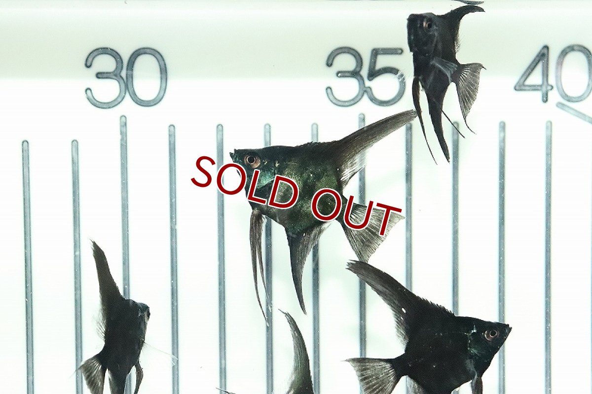 画像9: 【淡水魚】 日本初上陸オリジナル便 新種 ジェットブラックブルーエンゼル【1匹 サンプル画像】(エンゼルフィッシュ)(生体)(熱帯魚)NK (9)