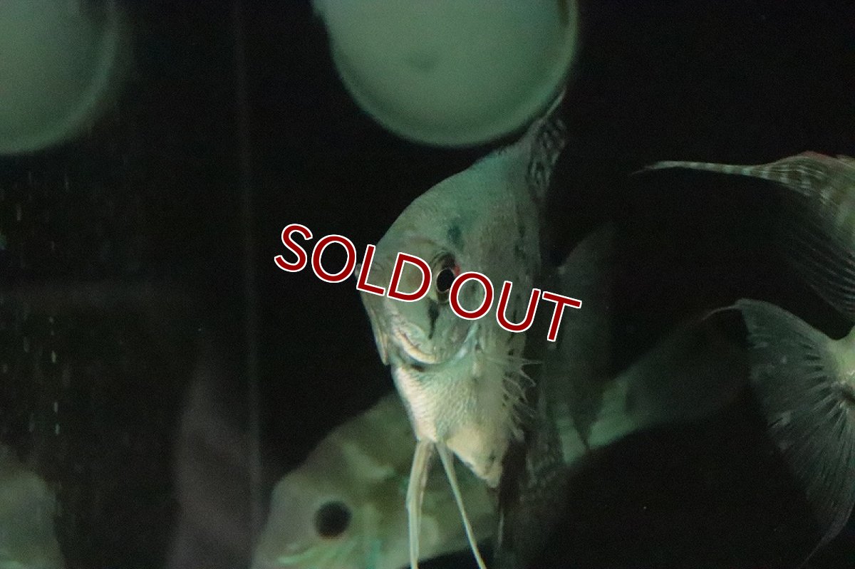 画像2: 【淡水魚】大特価 レア種 大きめ ニュウギュウエンゼルフィッシュ【1匹 サンプル画像】(±8-9ｃｍ)(エンゼルフィッシュ)（生体）（熱帯魚）NK (2)