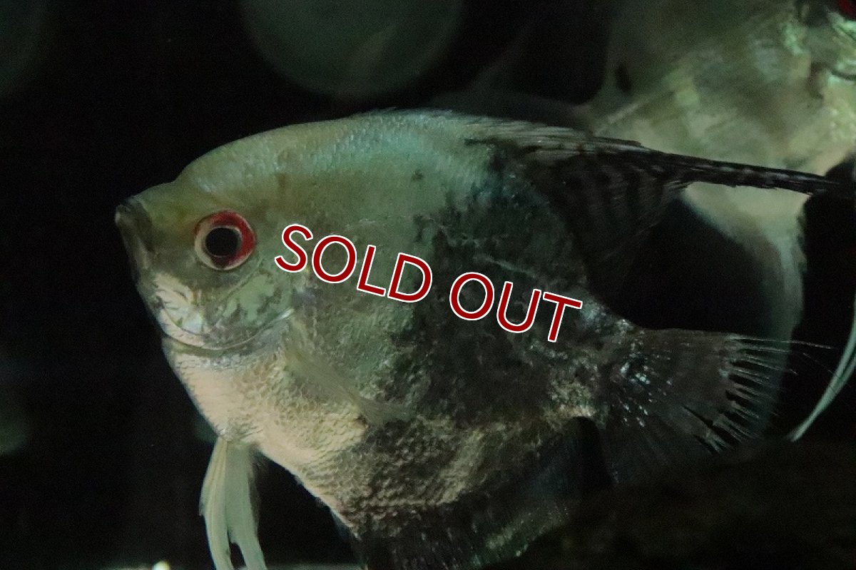 画像3: 【淡水魚】大特価 レア種 大きめ ニュウギュウエンゼルフィッシュ【1匹 サンプル画像】(±8-9ｃｍ)(エンゼルフィッシュ)（生体）（熱帯魚）NK (3)