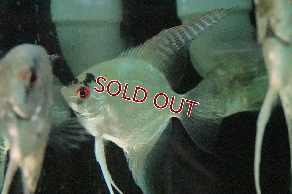 画像2: 【淡水魚】大特価 大きめ エンゼルフィッシュ【1匹 サンプル画像】(±8-9ｃｍ)(エンゼルフィッシュ)（生体）（熱帯魚）NK (2)