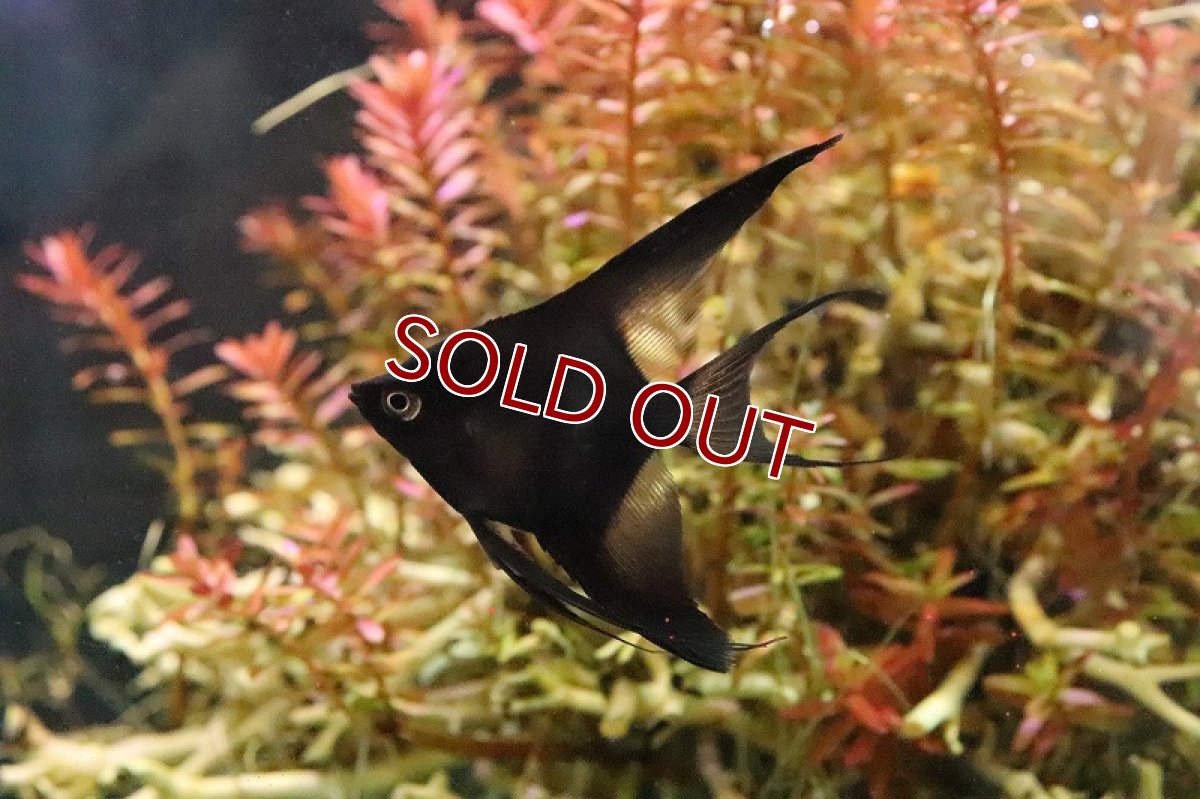 画像2: 【淡水魚】スーパーブラックベールテールエンゼルフィッシュ【１匹 サンプル画像】(エンゼルフィッシュ)(生体)(熱帯魚)NK (2)