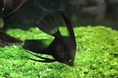 画像3: 【淡水魚】【通販】スーパーブラックベールテールエンゼルフィッシュ【１匹 サンプル画像】(エンゼルフィッシュ)(生体)(熱帯魚)NK (3)