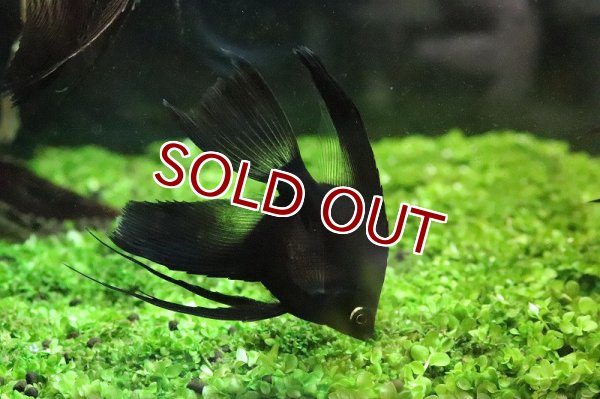 淡水魚】スーパーブラックベールテールエンゼルフィッシュ【1匹