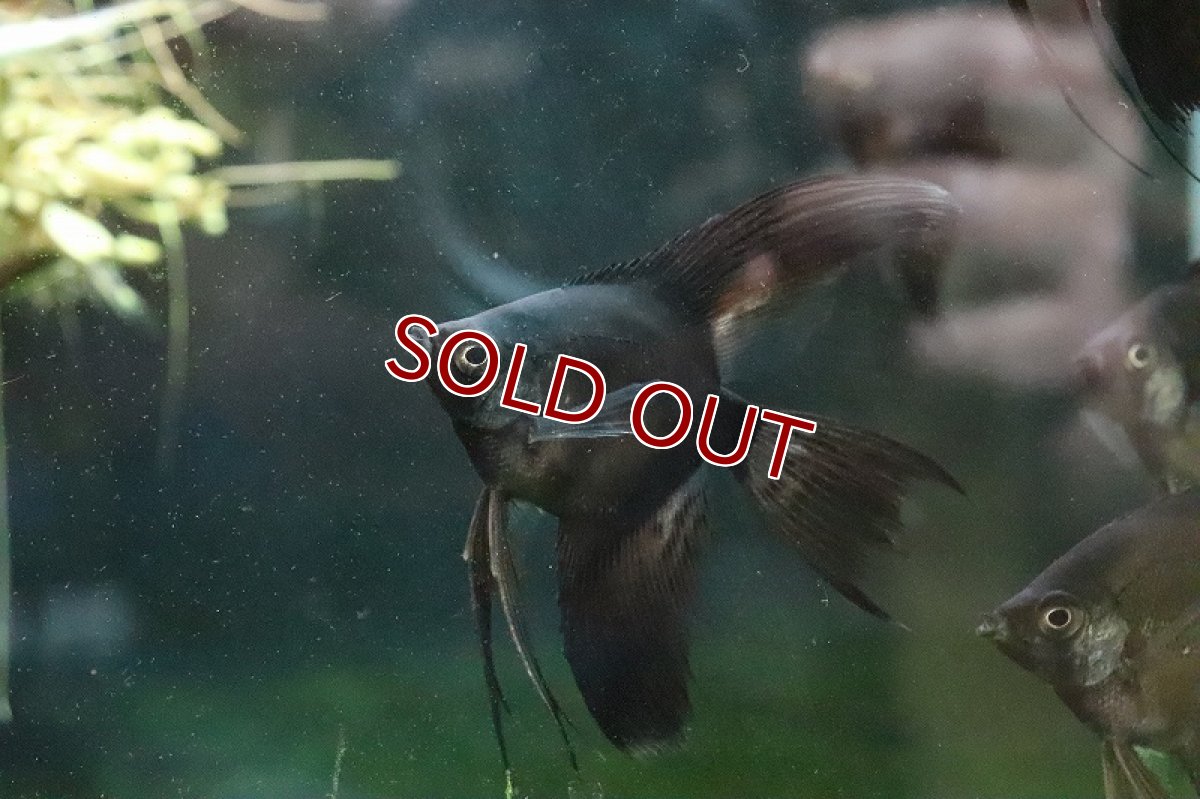 画像4: 【淡水魚】スーパーブラックベールテールエンゼルフィッシュ【１匹 サンプル画像】(エンゼルフィッシュ)(生体)(熱帯魚)NK (4)