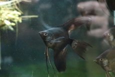 画像4: 【淡水魚】【通販】スーパーブラックベールテールエンゼルフィッシュ【１匹 サンプル画像】(エンゼルフィッシュ)(生体)(熱帯魚)NK (4)