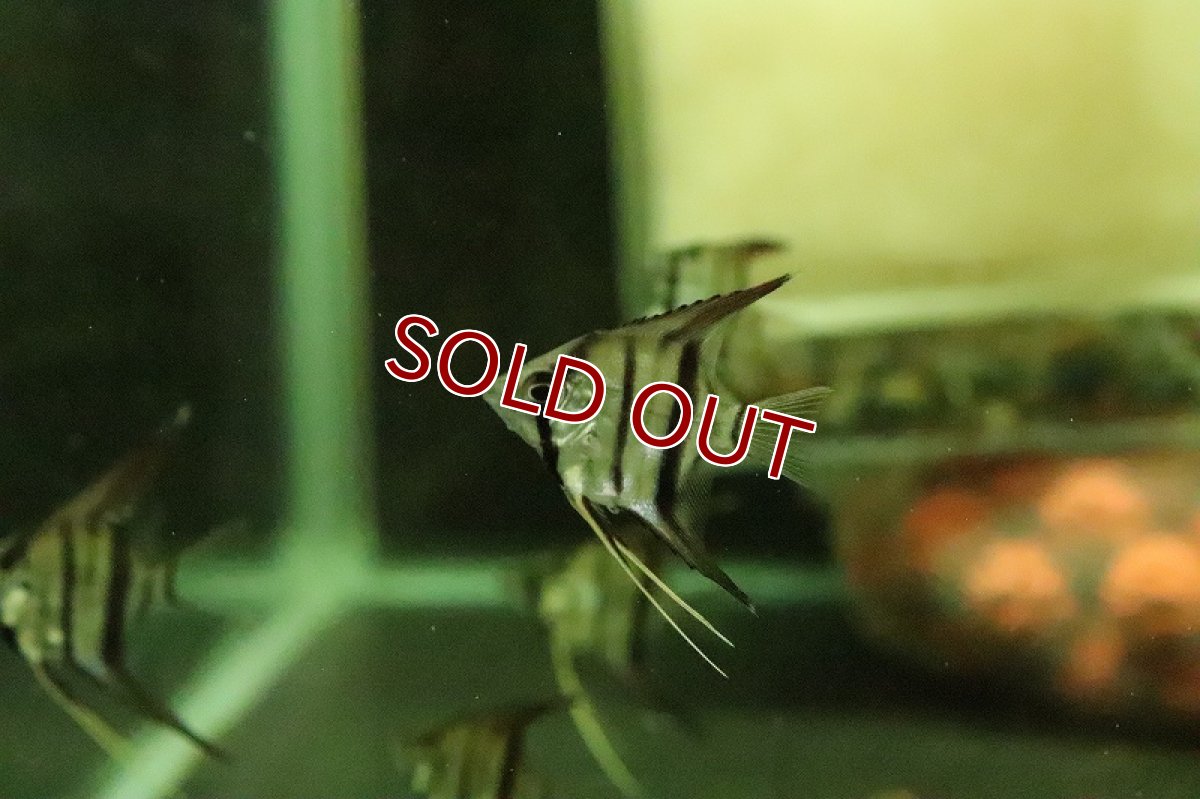 画像2: 【淡水魚】ペルーアルタムエンゼル ブルーフェイス【１匹 サンプル画像】(±2-3cm)(エンゼル)(生体)(熱帯魚)NK (2)