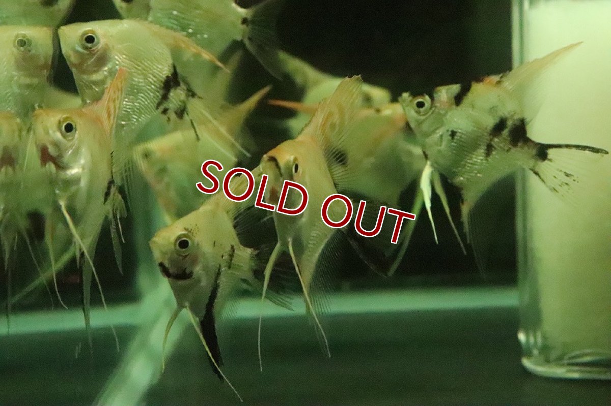 画像2: 【淡水魚】ゴールデンマーブルダイヤモンドエンゼルフィッシュ【１匹 サンプル画像】(±4-5cm)(エンゼル)(生体)(熱帯魚)NK (2)