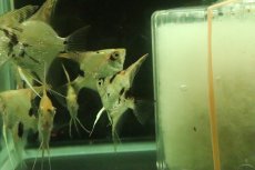 画像3: 【淡水魚】【通販】ゴールデンマーブルダイヤモンドエンゼルフィッシュ【１匹 サンプル画像】(±4-5cm)(エンゼル)(生体)(熱帯魚)NK (3)
