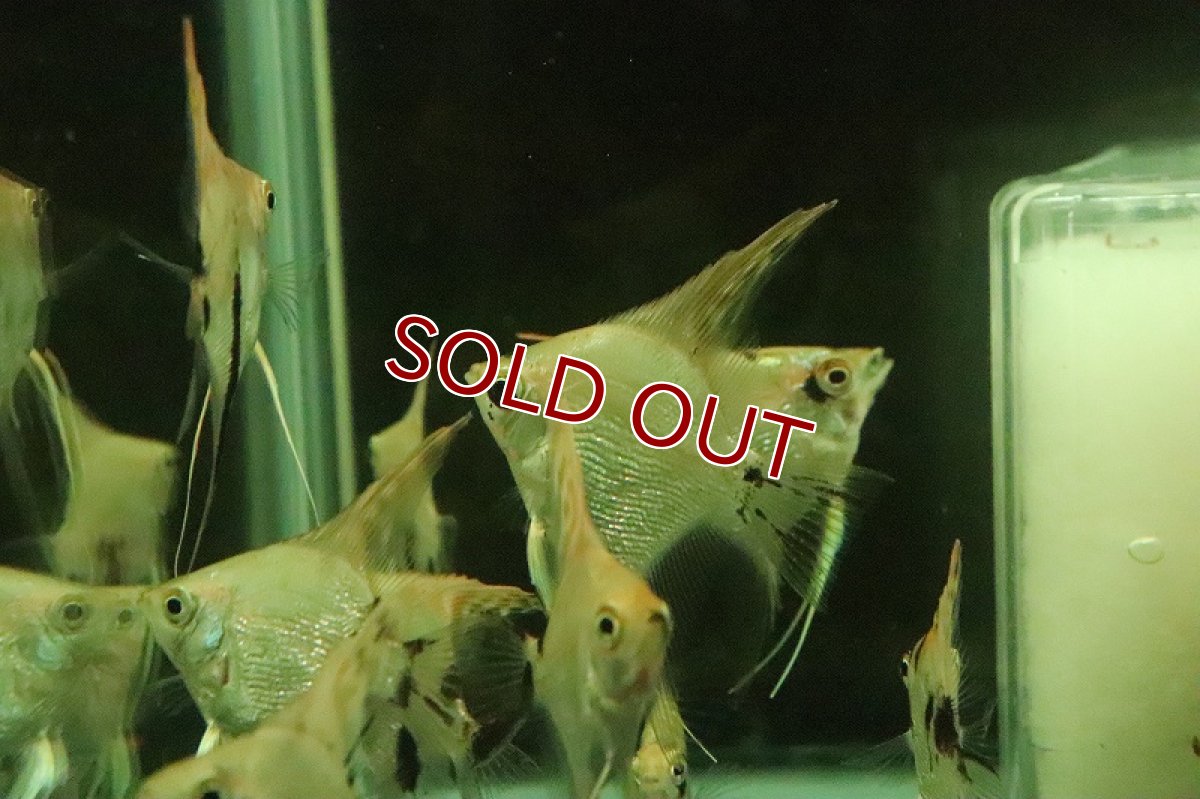 画像4: 【淡水魚】ゴールデンマーブルダイヤモンドエンゼルフィッシュ【１匹 サンプル画像】(±4-5cm)(エンゼル)(生体)(熱帯魚)NK (4)