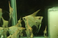 画像4: 【淡水魚】【通販】ゴールデンマーブルダイヤモンドエンゼルフィッシュ【１匹 サンプル画像】(±4-5cm)(エンゼル)(生体)(熱帯魚)NK (4)