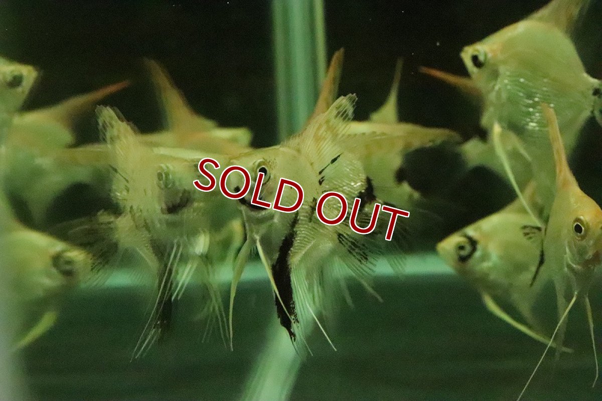 画像5: 【淡水魚】ゴールデンマーブルダイヤモンドエンゼルフィッシュ【１匹 サンプル画像】(±4-5cm)(エンゼル)(生体)(熱帯魚)NK (5)