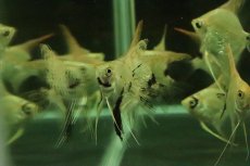 画像5: 【淡水魚】【通販】ゴールデンマーブルダイヤモンドエンゼルフィッシュ【１匹 サンプル画像】(±4-5cm)(エンゼル)(生体)(熱帯魚)NK (5)