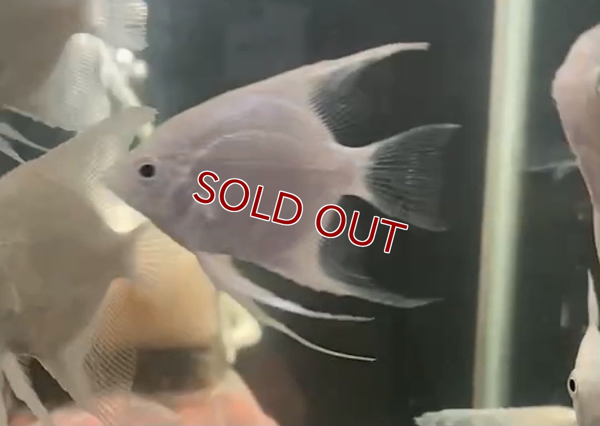 画像2: 【淡水魚】プラチナエンゼルフィッシュ【１匹 サンプル画像】(エンゼルフィッシュ)(生体)(熱帯魚)NK (2)