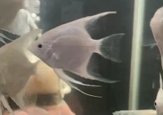 画像2: 【淡水魚】【通販】プラチナエンゼルフィッシュ【１匹 サンプル画像】(エンゼルフィッシュ)(生体)(熱帯魚)NK (2)