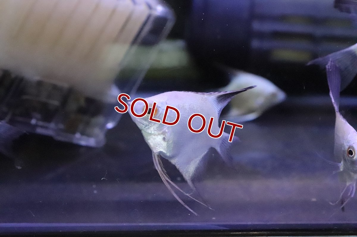 画像2: 【淡水魚】ブルガリアンシールポイントエンゼルフィッシュ【1匹 サンプル画像】(エンゼル)(生体)(熱帯魚)NK (2)