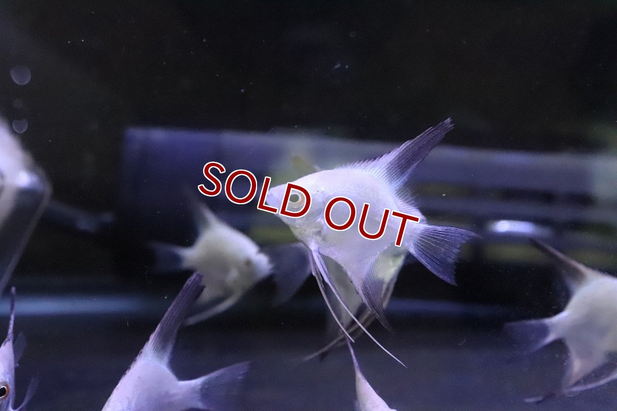 画像3: 【淡水魚】ブルガリアンシールポイントエンゼルフィッシュ【1匹 サンプル画像】(エンゼル)(生体)(熱帯魚)NK (3)