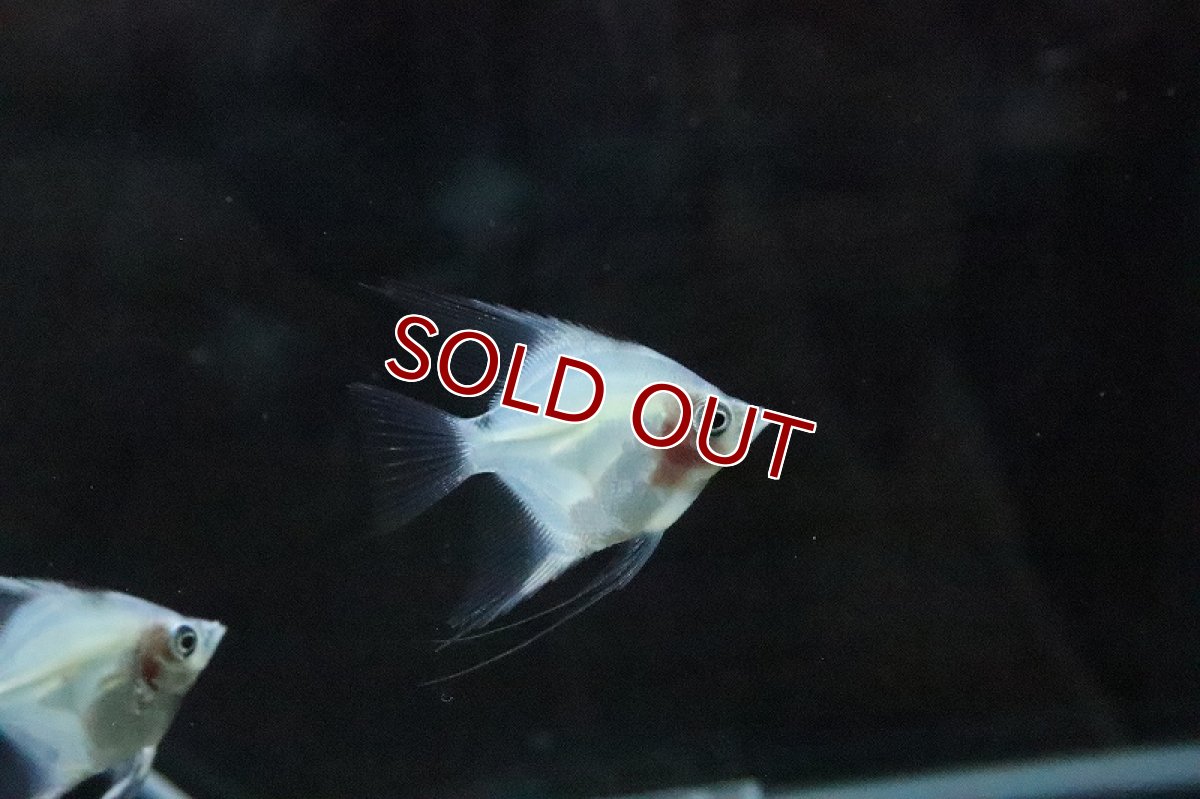 画像2: 【淡水魚】レッドチークブルガリアンエンゼルフィッシュ【1匹 サンプル画像】(エンゼル)(生体)(熱帯魚)NK (2)