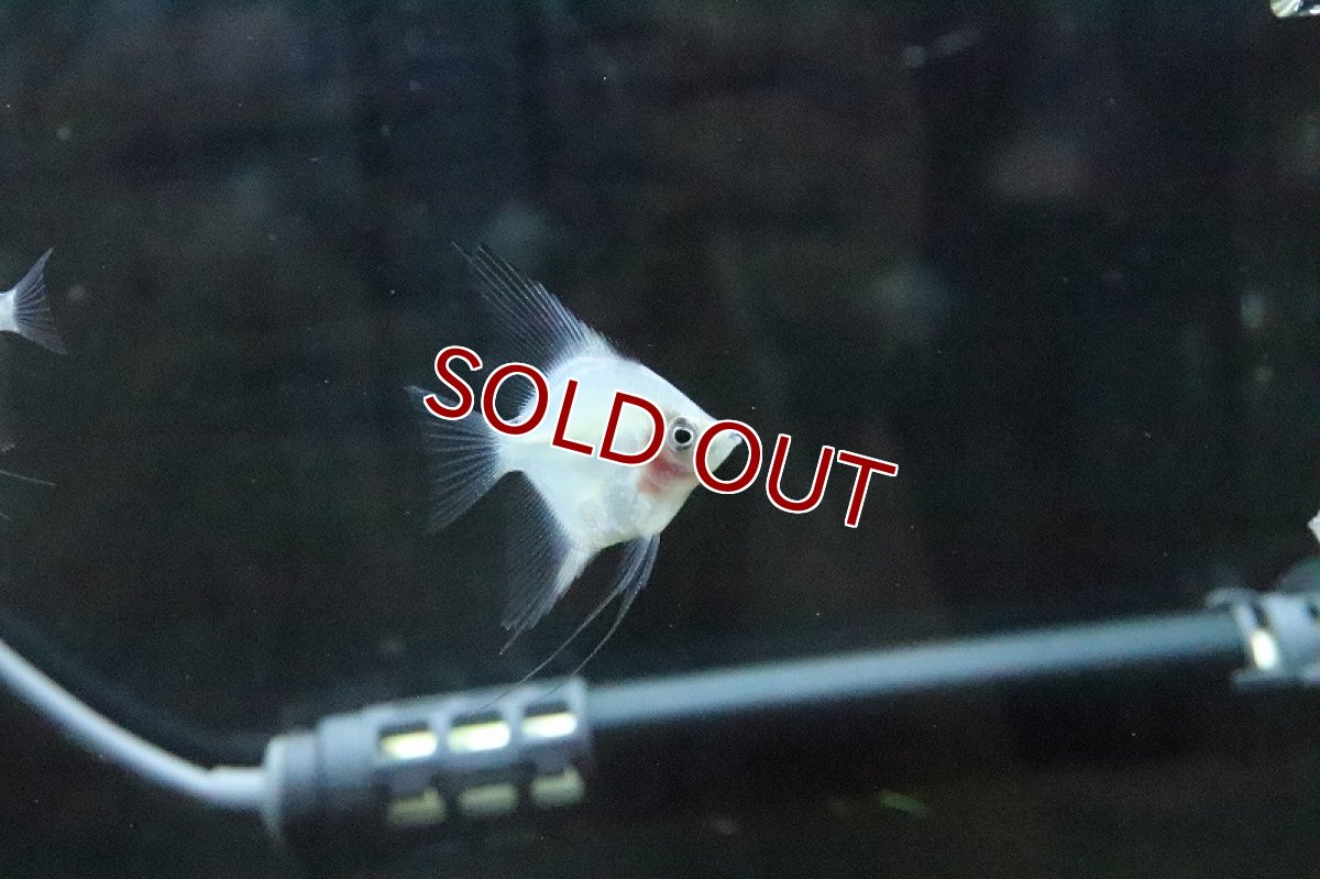 画像3: 【淡水魚】レッドチークブルガリアンエンゼルフィッシュ【1匹 サンプル画像】(エンゼル)(生体)(熱帯魚)NK (3)