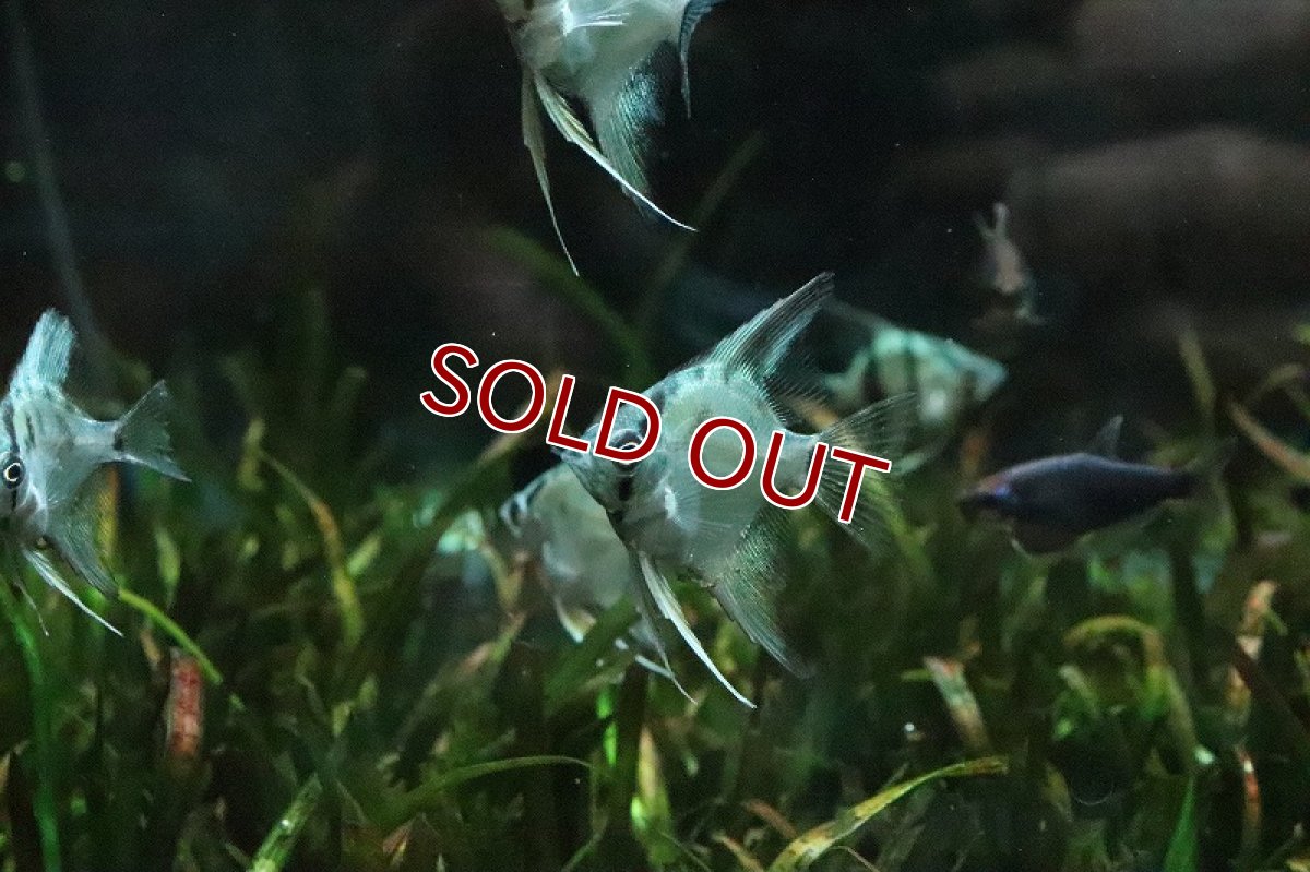 画像2: 【淡水魚】アバターブルーエンゼルフィッフュ【1匹 サンプル画像】(エンゼル)(生体)(熱帯魚)NK (2)