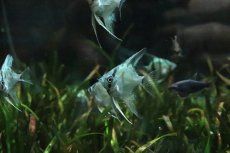 画像2: 【淡水魚】【通販】アバターブルーエンゼルフィッフュ【1匹 サンプル画像】(エンゼル)(生体)(熱帯魚)NK (2)