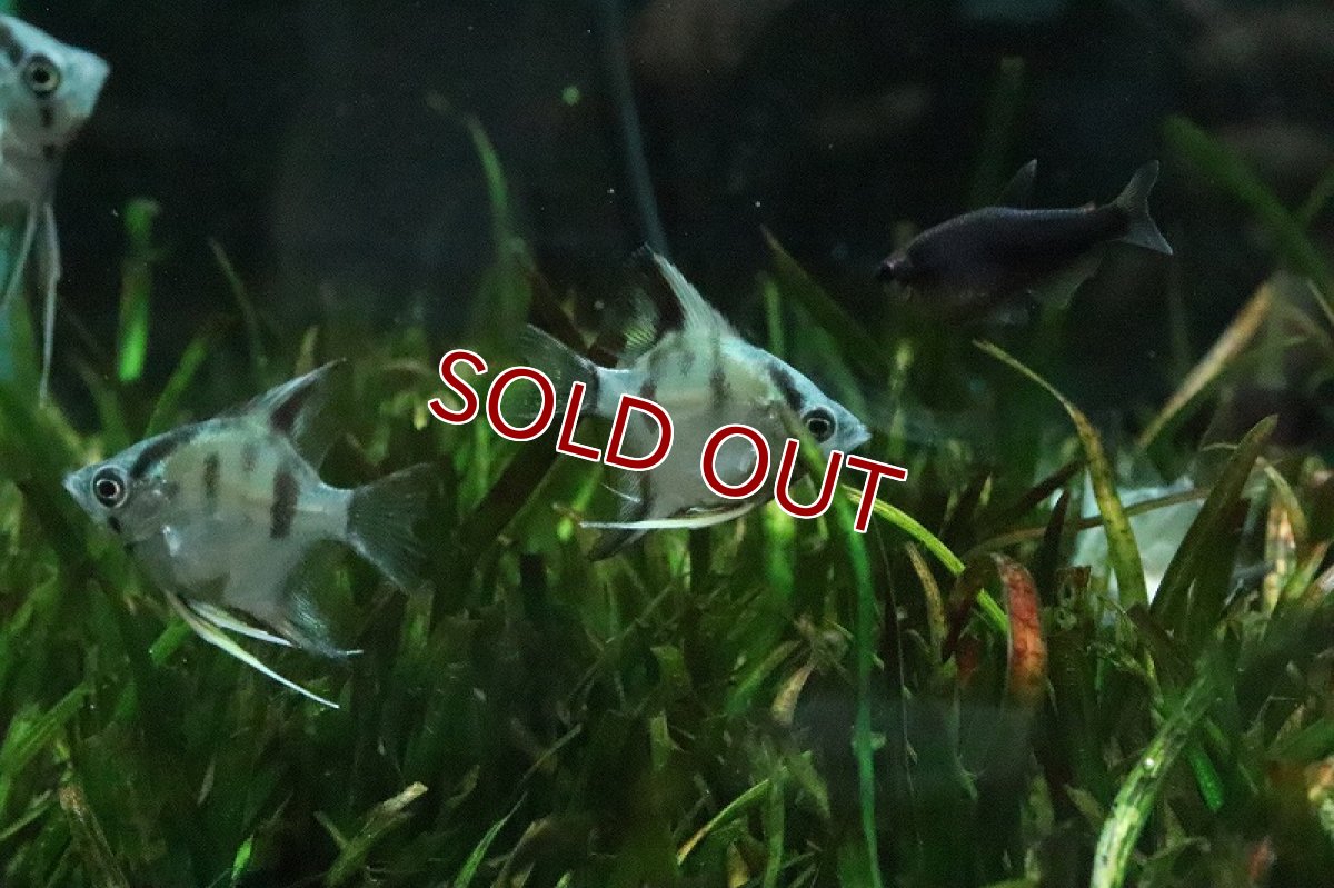 画像3: 【淡水魚】アバターブルーエンゼルフィッフュ【1匹 サンプル画像】(エンゼル)(生体)(熱帯魚)NK (3)