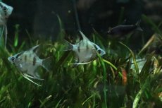 画像3: 【淡水魚】【通販】アバターブルーエンゼルフィッフュ【1匹 サンプル画像】(エンゼル)(生体)(熱帯魚)NK (3)
