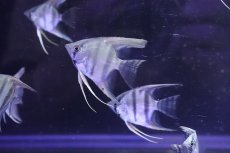 画像1: 【淡水魚】【通販】アマパレッドバックエンゼルフィッシュ【1匹 サンプル画像】(エンゼルフィッシュ)(生体)(熱帯魚)NK (1)