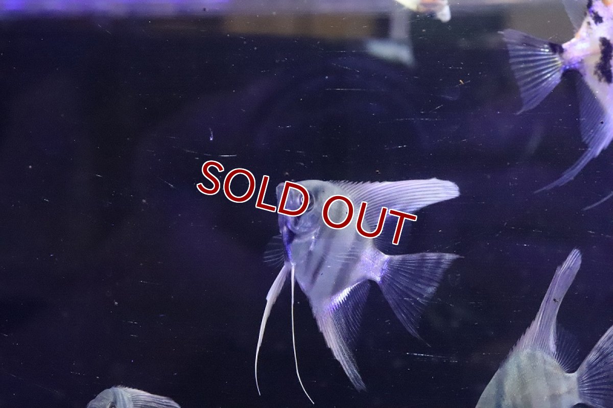 画像2: 【淡水魚】アマパレッドバックエンゼルフィッシュ【1匹 サンプル画像】(エンゼルフィッシュ)(生体)(熱帯魚)NK (2)