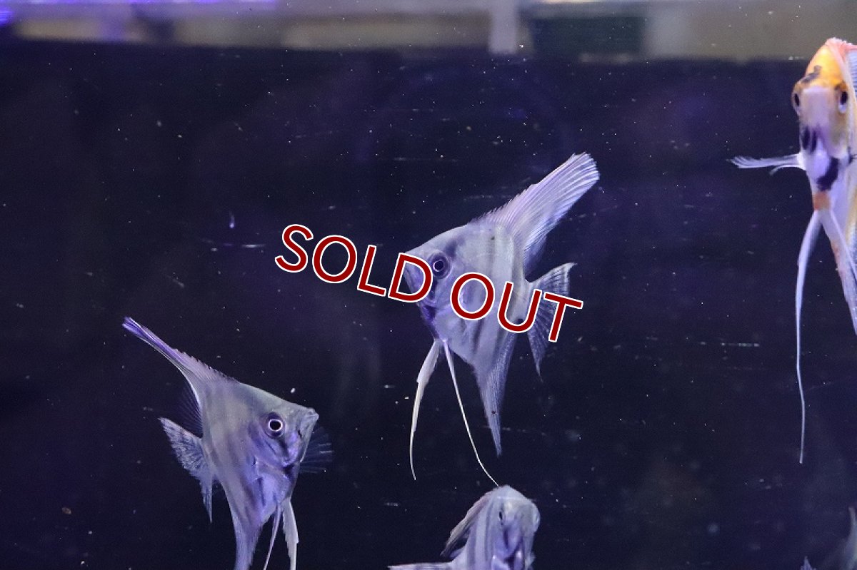 画像3: 【淡水魚】アマパレッドバックエンゼルフィッシュ【1匹 サンプル画像】(エンゼルフィッシュ)(生体)(熱帯魚)NK (3)