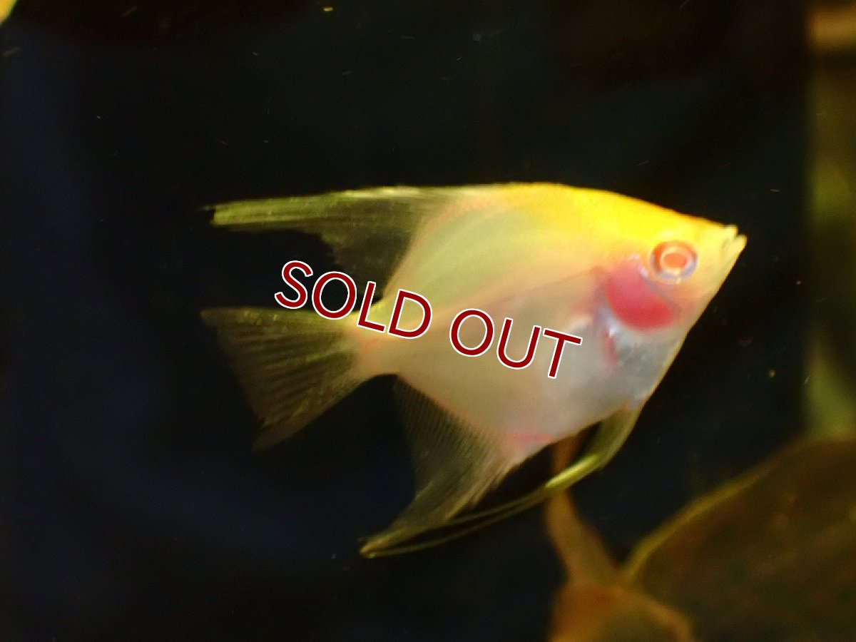 画像2: 【淡水魚】レッドアイブラッシングエンゼルフィッシュ【1匹 サンプル画像】（エンゼルフィッシュ）（生体）（熱帯魚）NK (2)