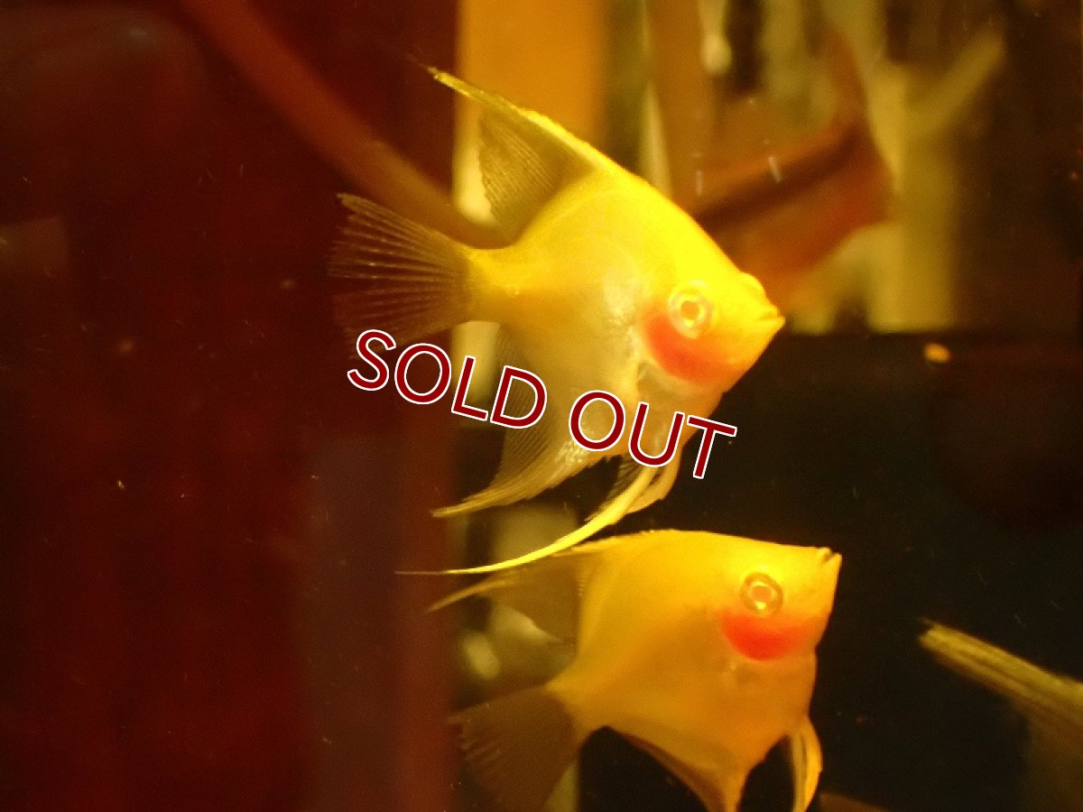 画像3: 【淡水魚】レッドアイブラッシングエンゼルフィッシュ【1匹 サンプル画像】（エンゼルフィッシュ）（生体）（熱帯魚）NK (3)