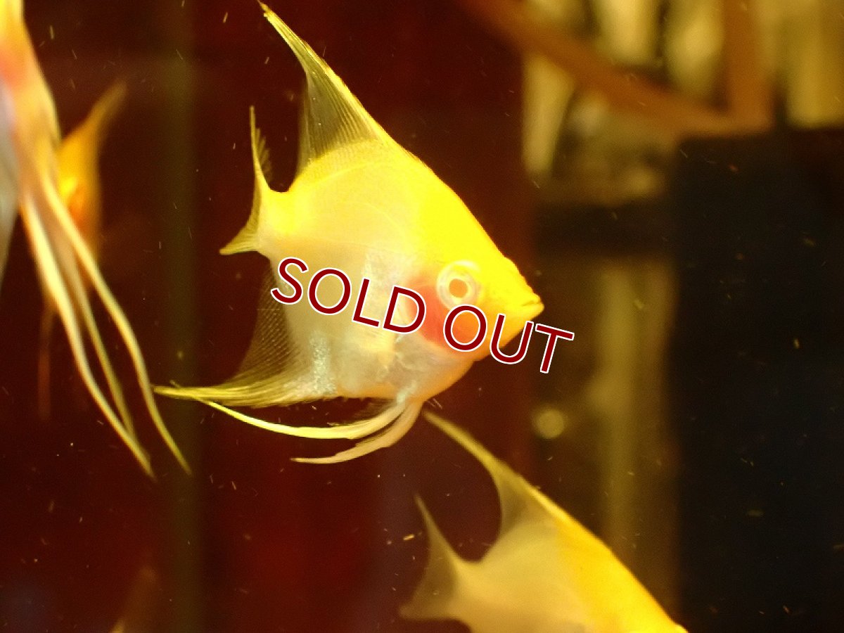 画像4: 【淡水魚】レッドアイブラッシングエンゼルフィッシュ【1匹 サンプル画像】（エンゼルフィッシュ）（生体）（熱帯魚）NK (4)