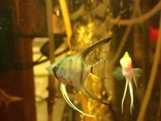 画像2: 【淡水魚】【通販】ターキーブルーエンゼルフィッシュ【1匹 サンプル画像】（エンゼルフィッシュ）（生体）（熱帯魚）NK (2)