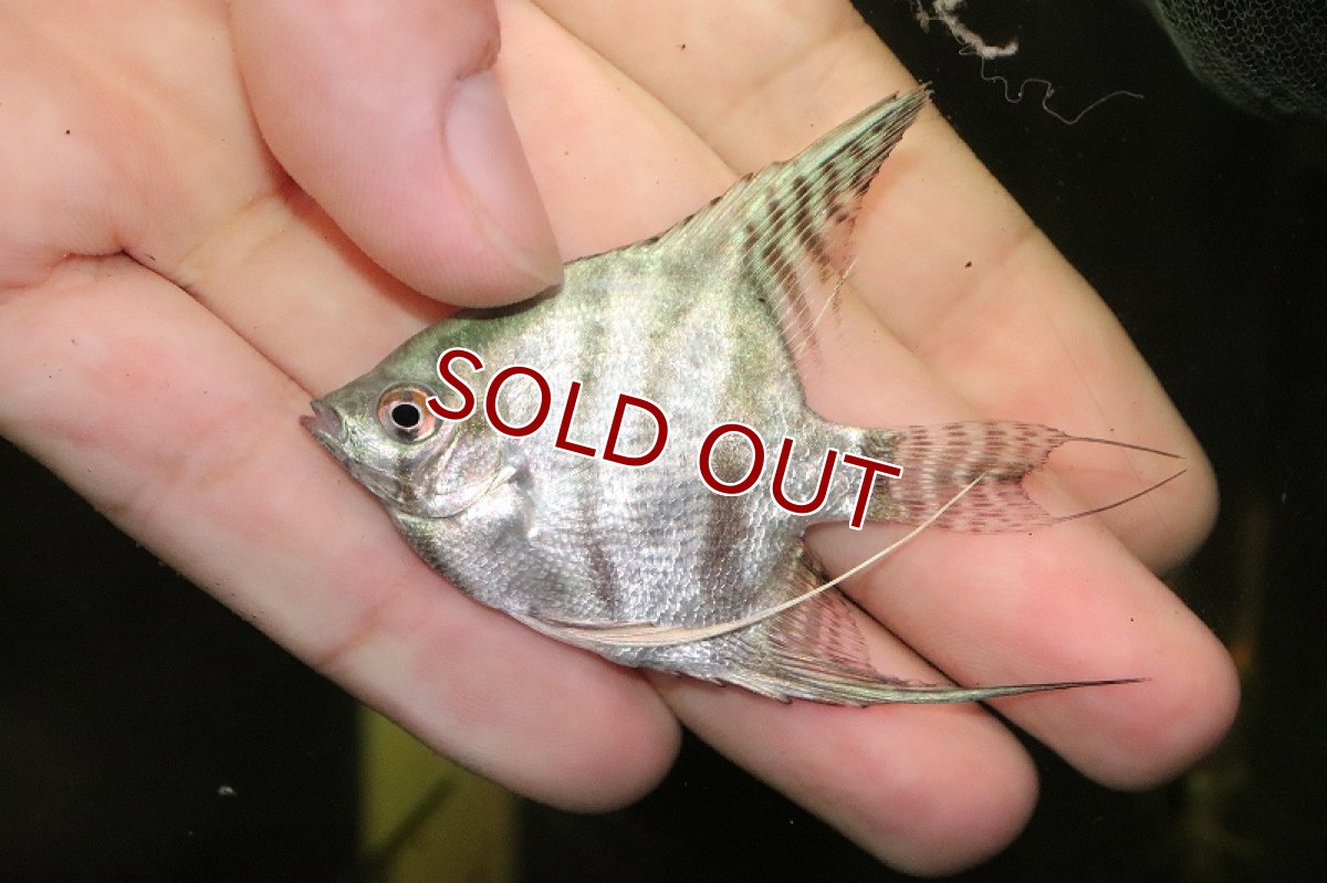 画像2: 【淡水魚】ブラックスネークスキンエンゼルフィッシュ【1匹 サンプル画像】（エンゼルフィッシュ）（生体）（熱帯魚）NK (2)