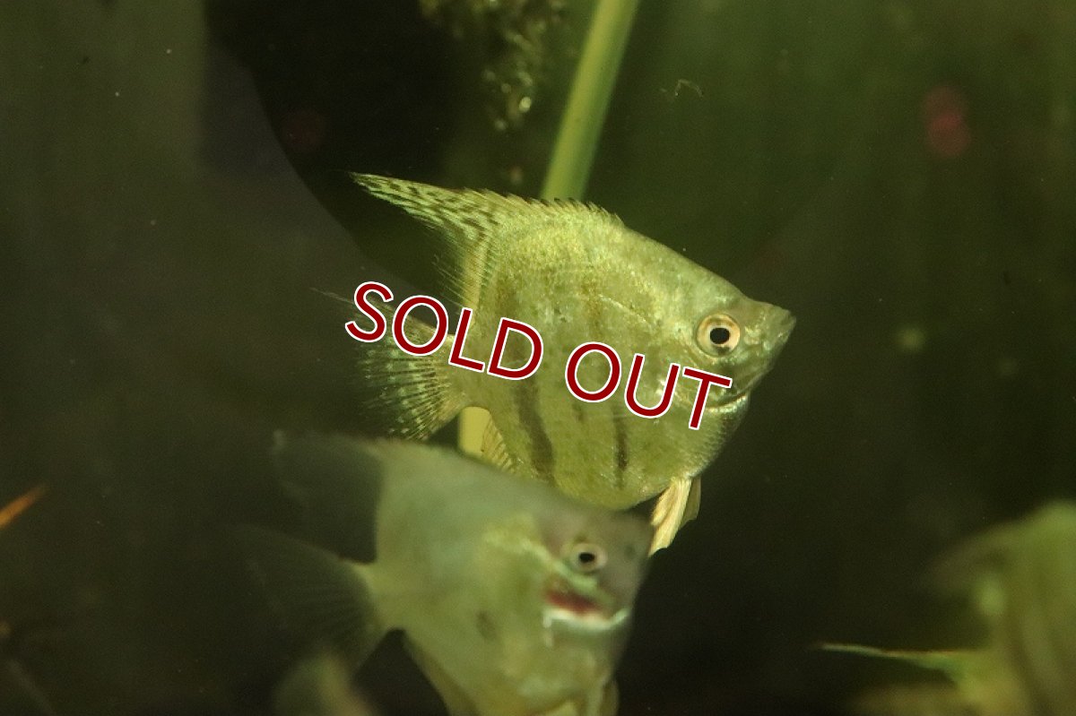 画像3: 【淡水魚】ブラックスネークスキンエンゼルフィッシュ【1匹 サンプル画像】（エンゼルフィッシュ）（生体）（熱帯魚）NK (3)