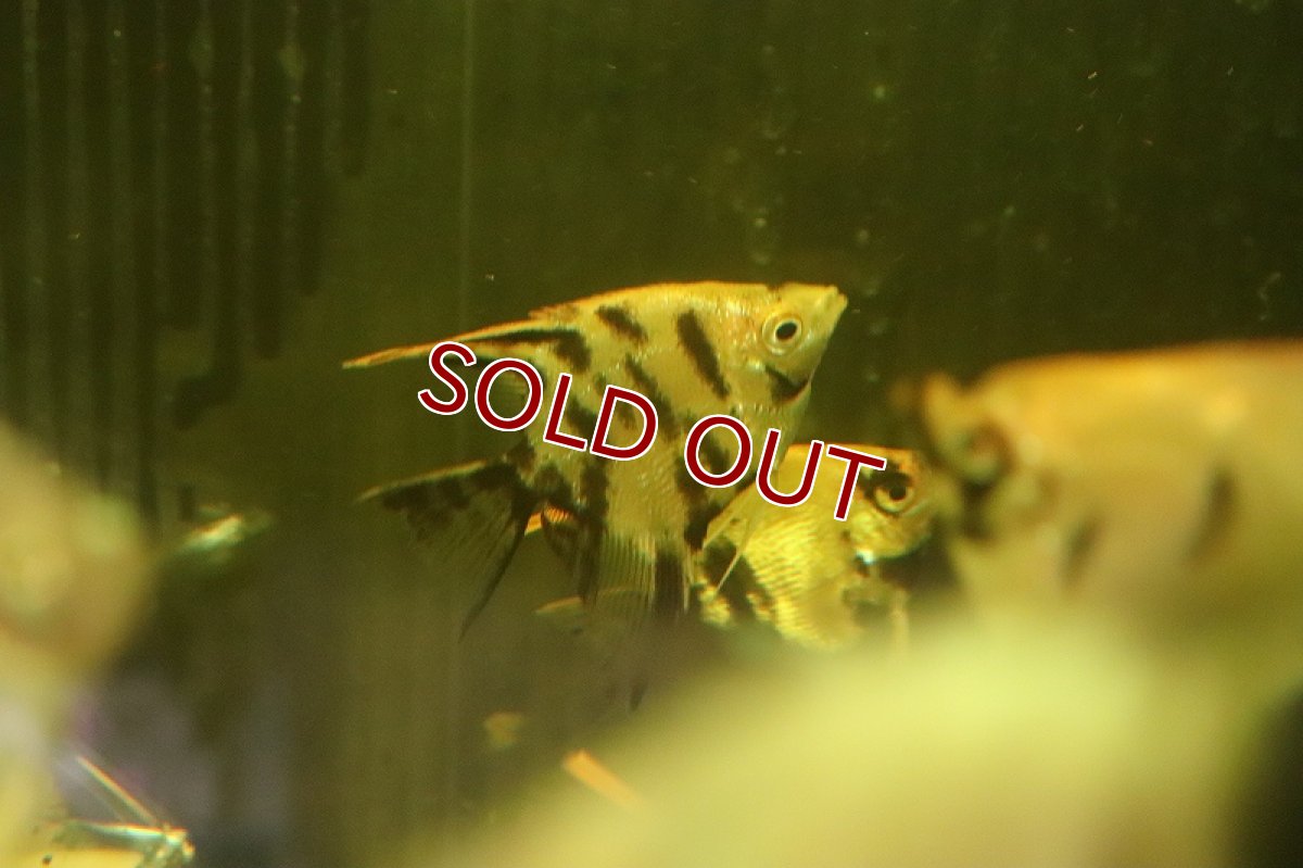 画像3: 【淡水魚】プラチナ レッドブラックパンダエンゼルフィッシュ【1匹 サンプル画像】（エンゼルフィッシュ）（生体）（熱帯魚）NK (3)