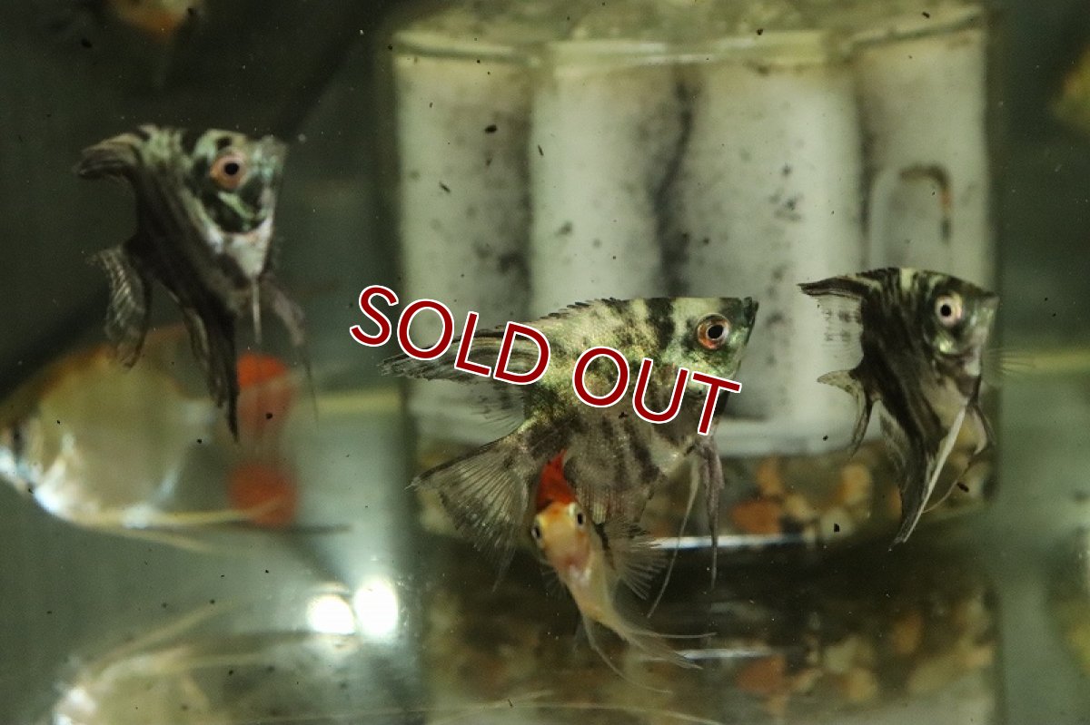 画像2: 【淡水魚】【通販】ブルーターコイズマーブルエンゼルフィッシュ【1匹 サンプル画像】（エンゼルフィッシュ）（生体）（熱帯魚）NK (2)