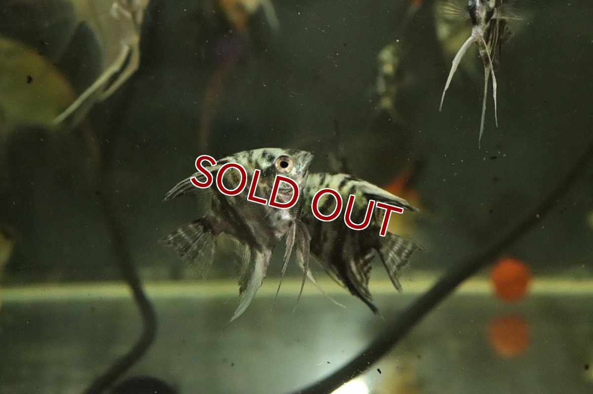 画像3: 【淡水魚】【通販】ブルーターコイズマーブルエンゼルフィッシュ【1匹 サンプル画像】（エンゼルフィッシュ）（生体）（熱帯魚）NK (3)