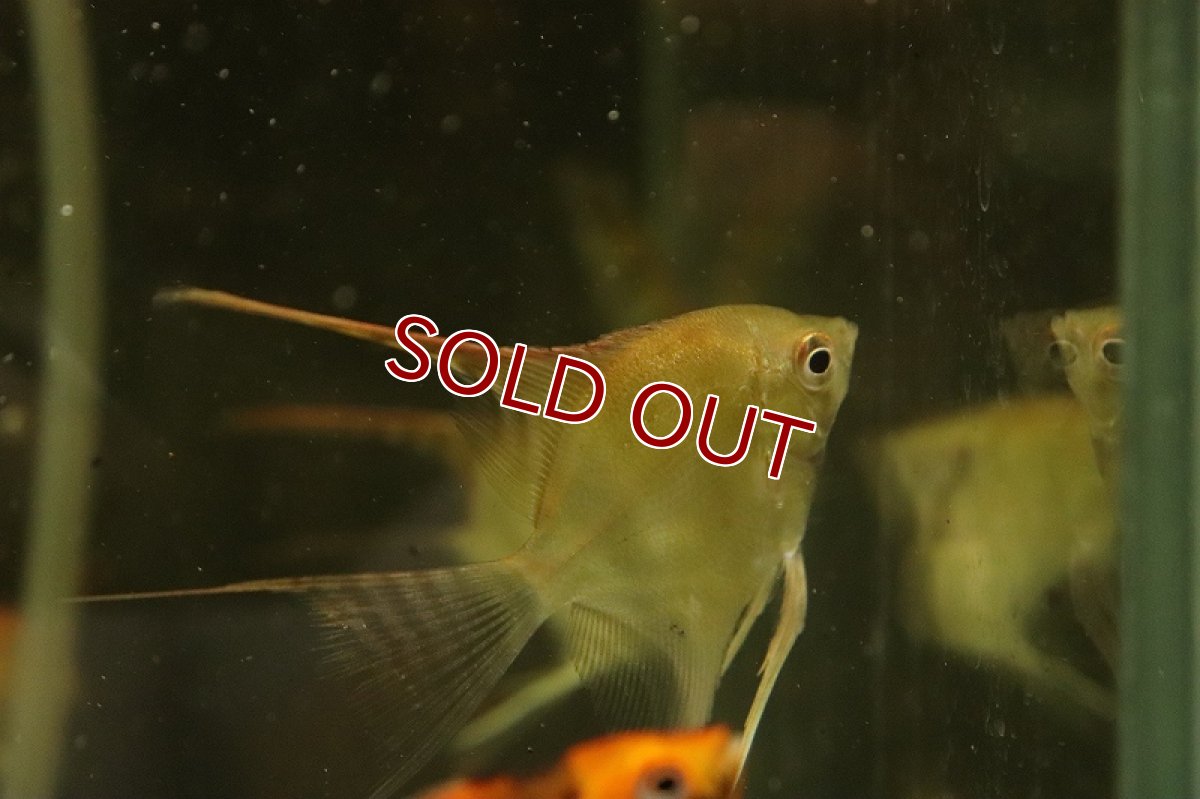 画像2: 【淡水魚】【通販】ロングフィン レッドネックトゥッカーノエンゼルフィッシュ【1匹 サンプル画像】（エンゼルフィッシュ）（生体）（熱帯魚）NK (2)