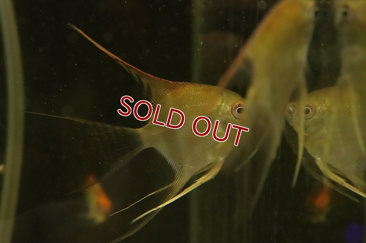 画像3: 【淡水魚】【通販】ロングフィン レッドネックトゥッカーノエンゼルフィッシュ【1匹 サンプル画像】（エンゼルフィッシュ）（生体）（熱帯魚）NK (3)