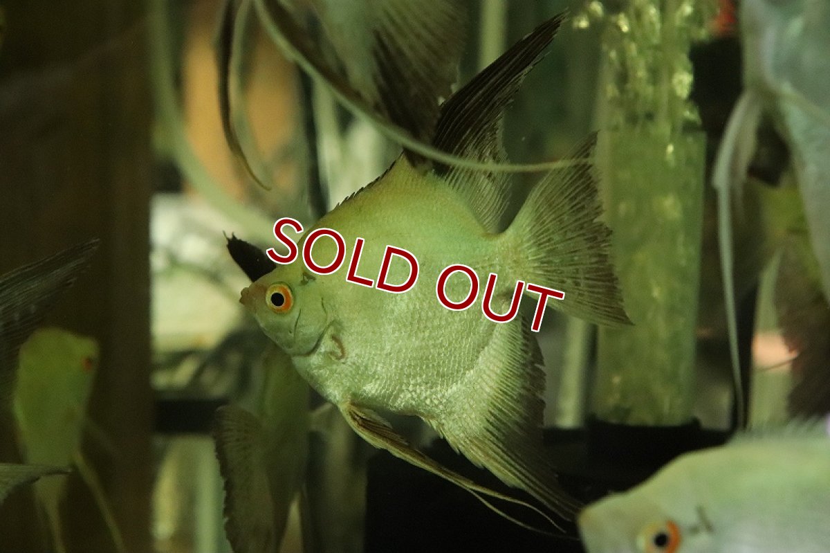 画像2: 【淡水魚】レア種 Lサイズ カモメエンゼルフィッシュ【1匹 サンプル画像】(±7cm)（生体）（熱帯魚）NK (2)