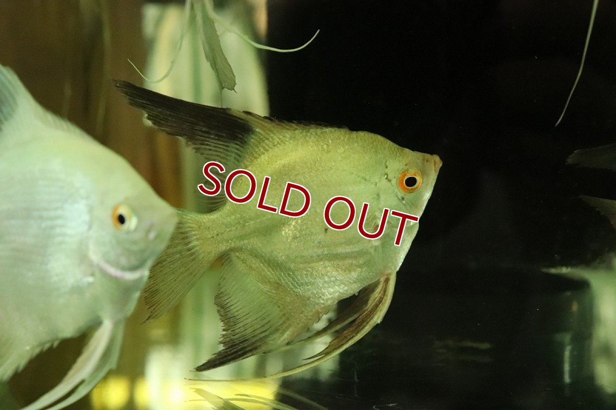 画像3: 【淡水魚】レア種 Lサイズ カモメエンゼルフィッシュ【1匹 サンプル画像】(±7cm)（生体）（熱帯魚）NK (3)
