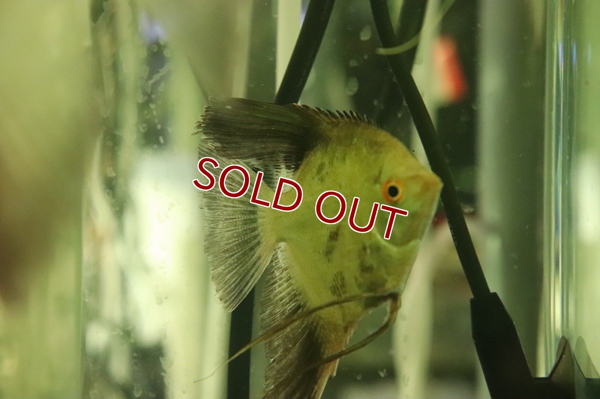 画像4: 【淡水魚】レア種 Lサイズ カモメエンゼルフィッシュ【1匹 サンプル画像】(±7cm)（生体）（熱帯魚）NK (4)