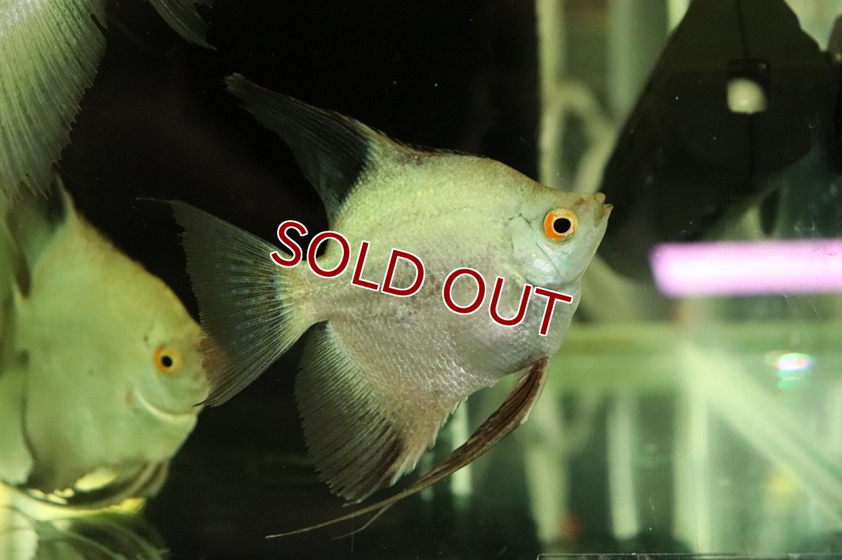 画像5: 【淡水魚】レア種 Lサイズ カモメエンゼルフィッシュ【1匹 サンプル画像】(±7cm)（生体）（熱帯魚）NK (5)