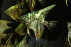 画像1: 【淡水魚】【通販】アバターマーブルエンゼルフィッシュ【1匹 サンプル画像】（エンゼルフィッシュ）（生体）（熱帯魚）NK (1)