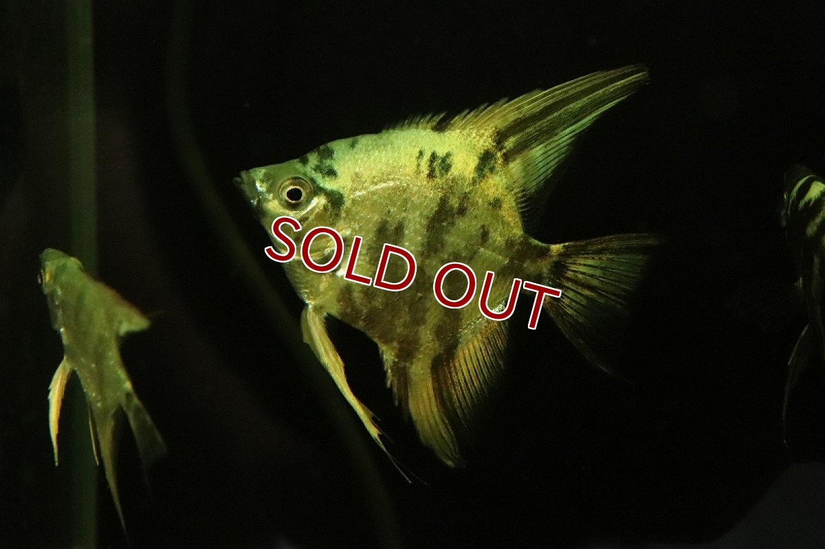 画像2: 【淡水魚】アバターマーブルエンゼルフィッシュ【1匹 サンプル画像】（エンゼルフィッシュ）（生体）（熱帯魚）NK (2)