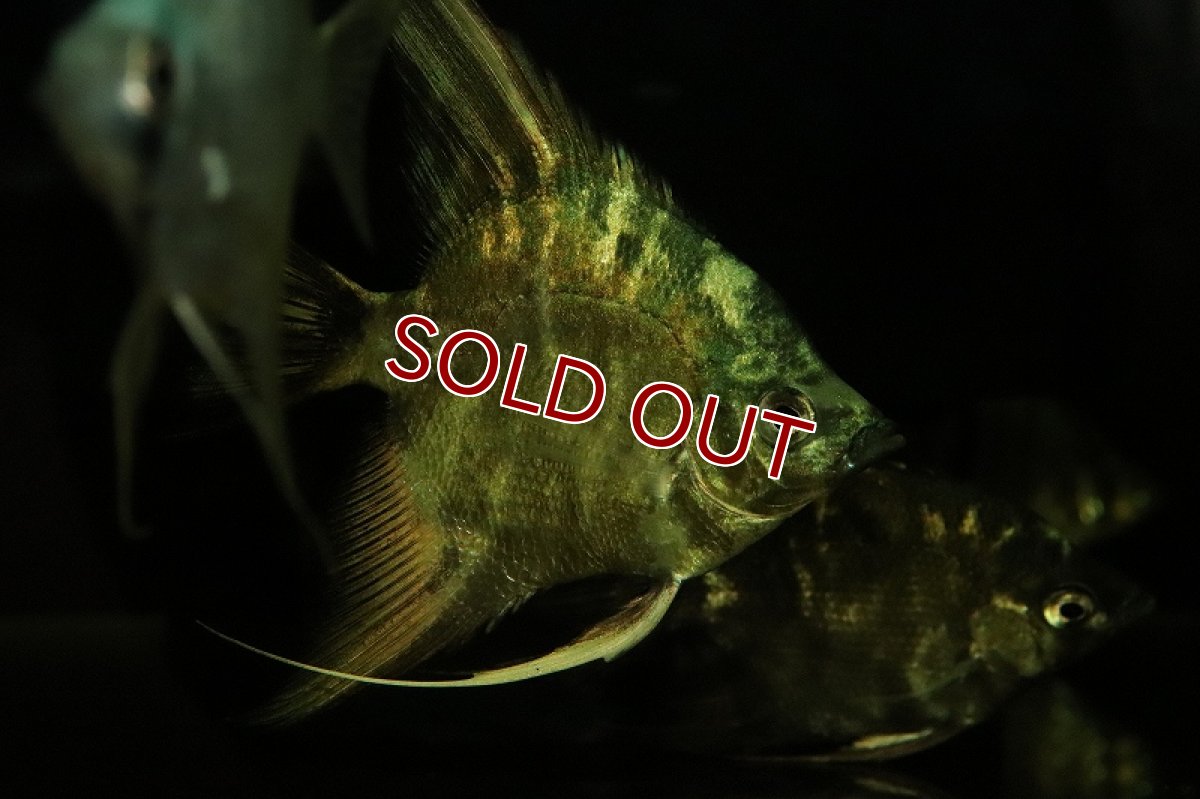 画像3: 【淡水魚】アバターマーブルエンゼルフィッシュ【1匹 サンプル画像】（エンゼルフィッシュ）（生体）（熱帯魚）NK (3)