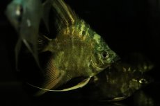 画像3: 【淡水魚】【通販】アバターマーブルエンゼルフィッシュ【1匹 サンプル画像】（エンゼルフィッシュ）（生体）（熱帯魚）NK (3)